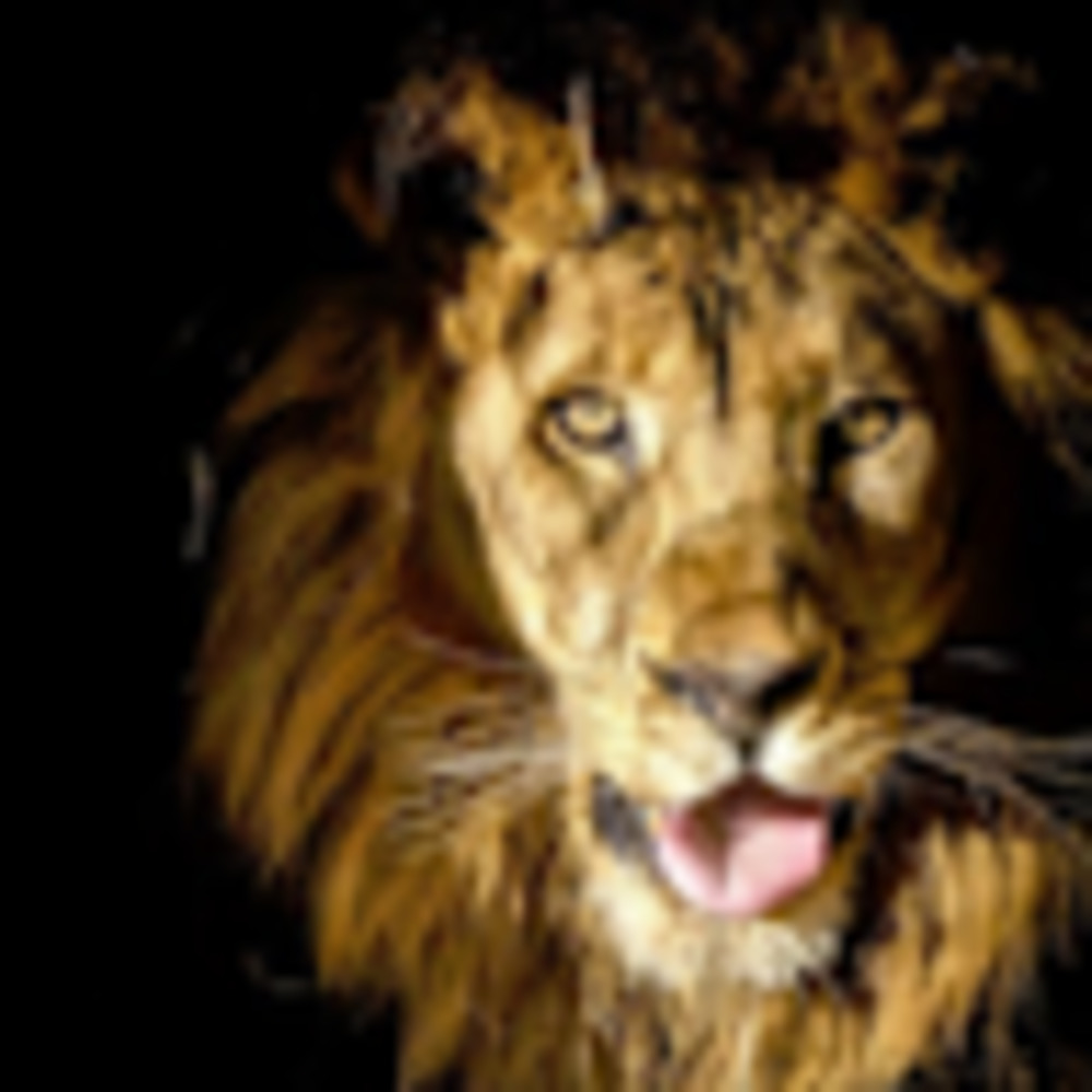 Meet your Posher, Brittney